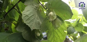 بررسی فرآیند کاشت درخت فندق