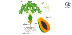 بررسی فرآیند کاشت درخت پاپایا