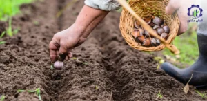 بررسی فرآیند کاشت سیر