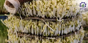 بررسی فرآیند کاشت لوبیا سفید