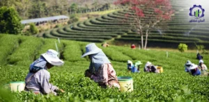 بررسی فرآیند کاشت نهال درخت حنا