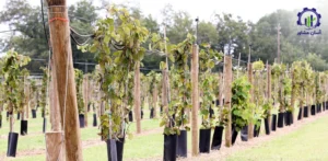 بررسی فرآیند کاشت کیوی