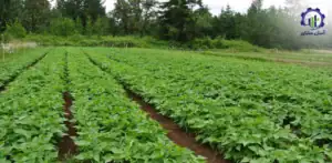 بررسی فرآیند کشت لوبیا قرمز