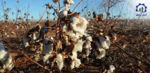 بررسی فرآیند کشت پنبه