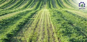 بررسی فرآیند کشت یونجه