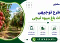 طرح احداث باغ میوه لیچی