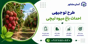 طرح احداث باغ میوه لیچی