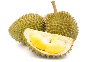 طرح توجیهی احداث باغ میوه دوریان