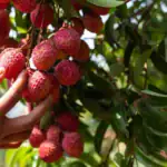 طرح توجیهی احداث باغ میوه لیچی