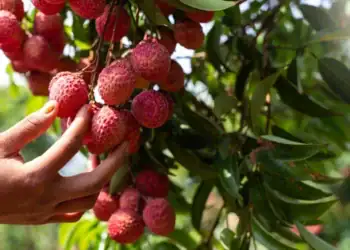 طرح توجیهی احداث باغ میوه لیچی