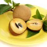 طرح توجیهی احداث باغ میوه چیکو