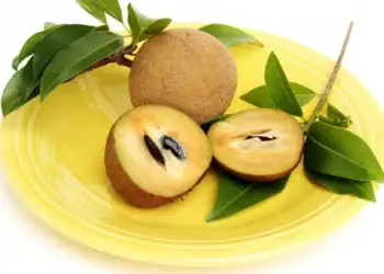 طرح توجیهی احداث باغ میوه چیکو