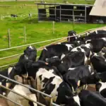 طرح توجیهی احداث فارم پرورش گاو شیری