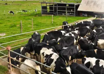 طرح توجیهی احداث فارم پرورش گاو شیری