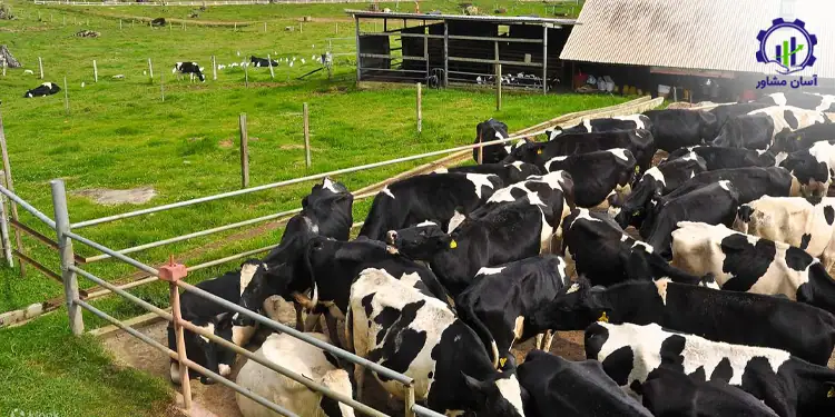 طرح توجیهی احداث فارم پرورش گاو شیری