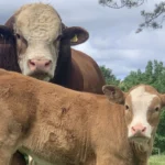 طرح پرورش گوساله سیمینتال