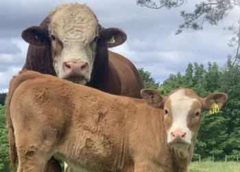 طرح توجیهی احداث فارم پرورش گوساله سیمینتال