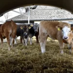 طرح توجیهی احداث فارم پرورش گوساله پرواری