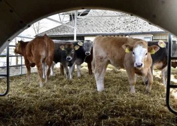 طرح توجیهی احداث فارم پرورش گوساله پرواری