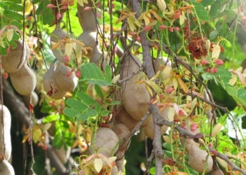 طرح توجیهی احداث فارم کاشت درخت تمر هندی