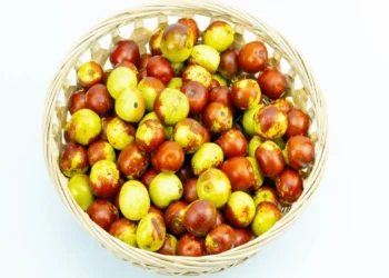 طرح توجیهی احداث فارم کاشت درخت عناب