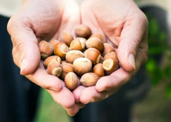 طرح توجیهی احداث فارم کاشت درخت فندق