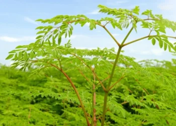 طرح توجیهی احداث فارم کاشت درخت مورینگا