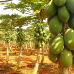 طرح توجیهی احداث فارم کاشت درخت پاپایا