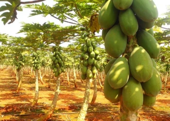 طرح توجیهی احداث فارم کاشت درخت پاپایا