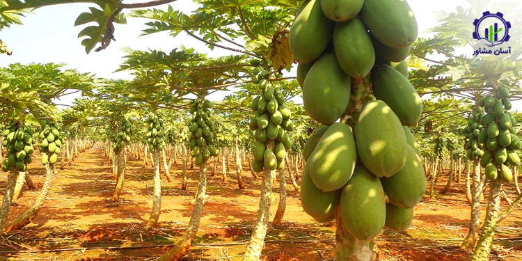 طرح توجیهی احداث فارم کاشت درخت پاپایا