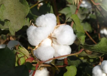 طرح توجیهی احداث فارم کاشت درخت پنبه