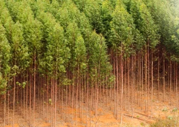 طرح توجیهی احداث فارم کاشت درخت کبوده