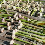 طرح توجیهی احداث فارم کاشت سیر