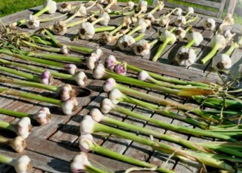 طرح توجیهی احداث فارم کاشت سیر