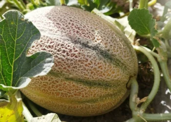 طرح توجیهی احداث فارم کشت خربزه