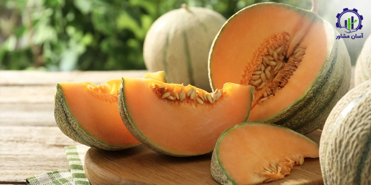 طرح توجیهی احداث فارم کشت طالبی