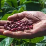 طرح توجیهی احداث فارم کشت لوبیا قرمز