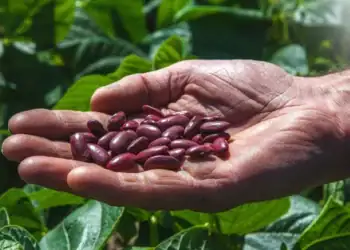 طرح توجیهی احداث فارم کشت لوبیا قرمز