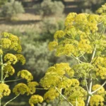 طرح توجیهی احداث فارم کشت گیاه باریجه