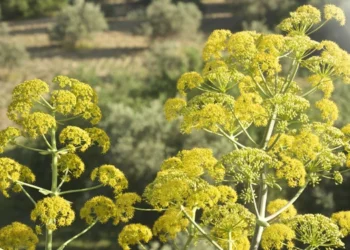 طرح توجیهی احداث فارم کشت گیاه باریجه