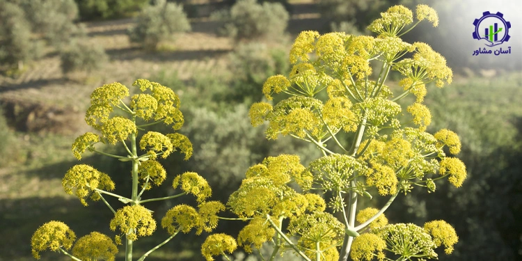 طرح توجیهی احداث فارم کشت گیاه باریجه