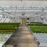 طرح توجیهی احداث گلخانه هیدروپونیک
