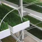 طرح توجیهی تولید علوفه هیدروپونیک