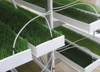 طرح توجیهی تولید علوفه هیدروپونیک