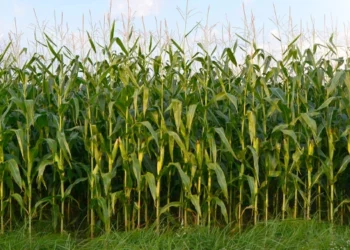 طرح توجیهی تولید و بسته بندی ذرت علوفه ای