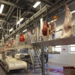 طرح احداث کشتارگاه دام سنگین