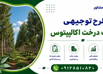 طرح کاشت درخت اکالیپتوس