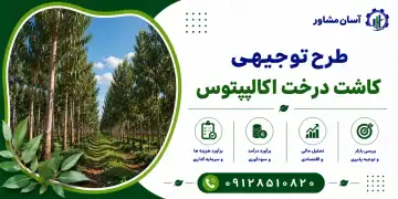 طرح کاشت درخت اکالیپتوس