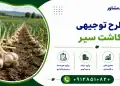 طرح کاشت سیر