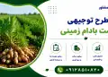 طرح کشت بادام زمینی